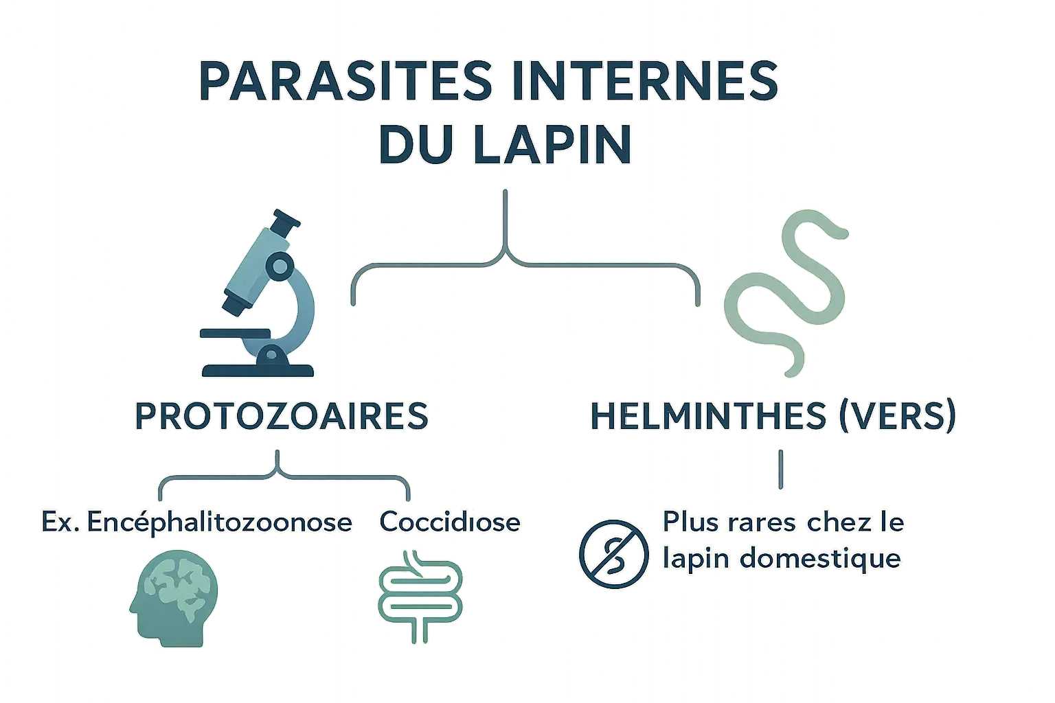 Schéma comparatif des protozoaires et helminthes chez les lapins